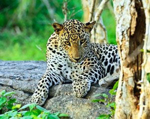 Yala National Park