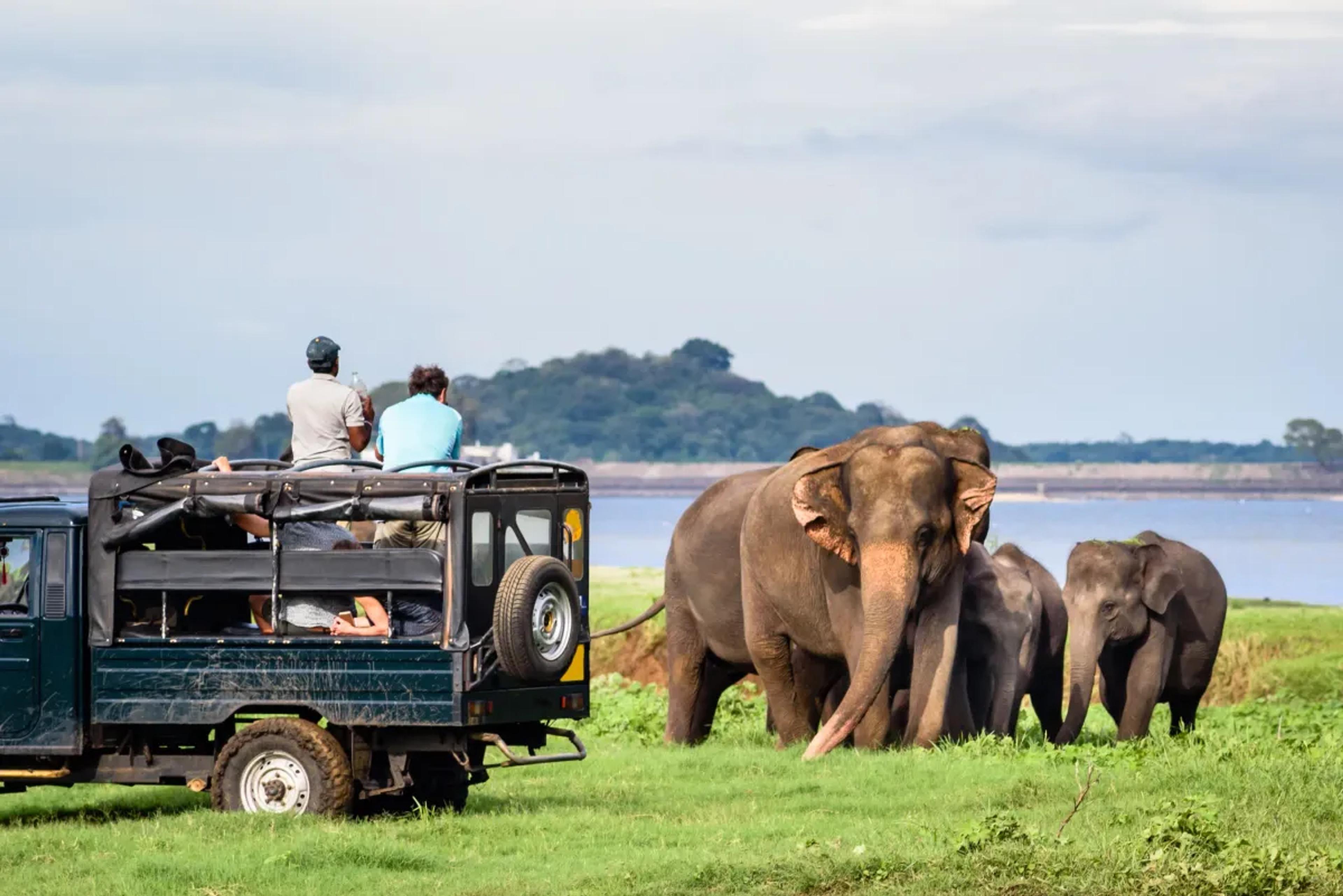 Udawalawa Safari